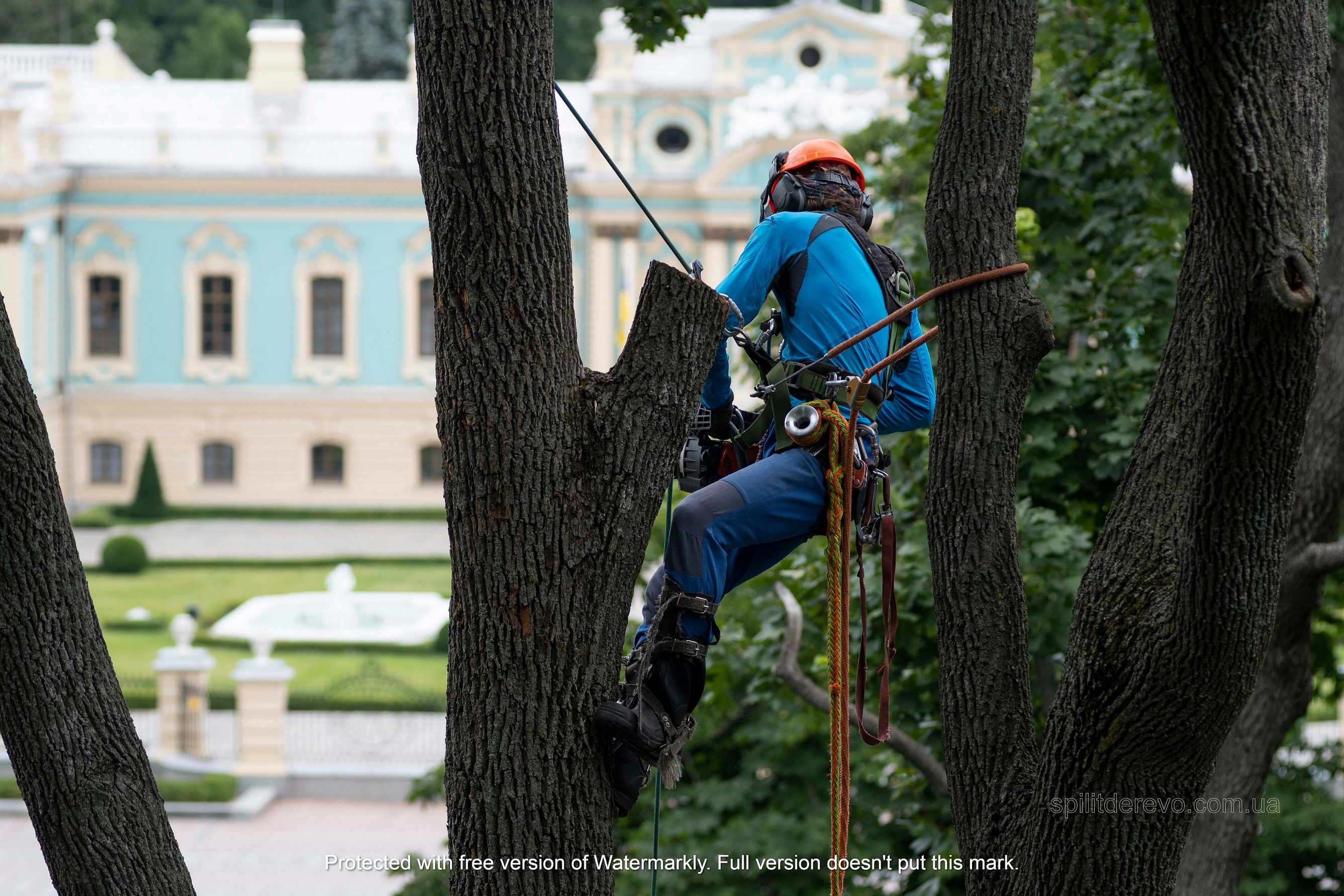 удаление деревьев Киев